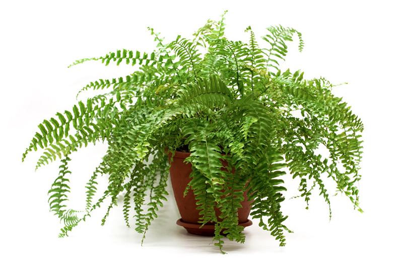 Cây dương xỉ