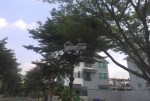 Bán đất Nguyễn Văn Tạo, Long Thới, Nhà Bè gần UBND, SHR giá 1,3tỷ LH 0909950866