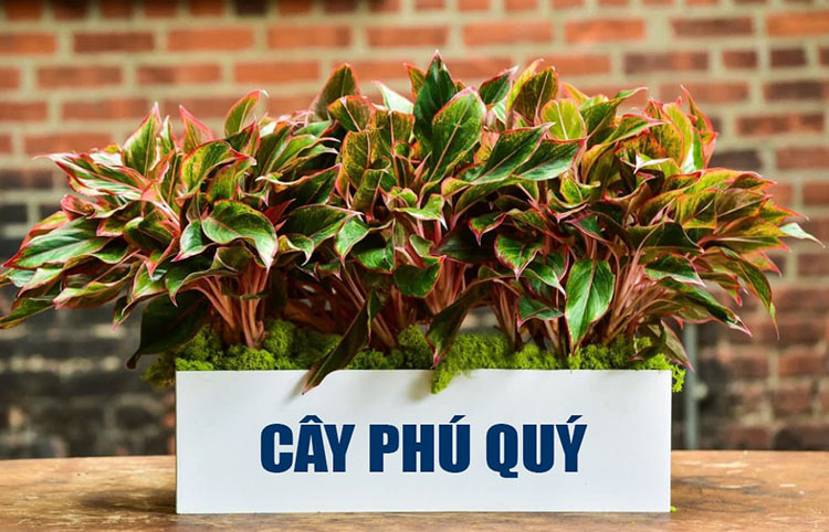 Cây phú quý