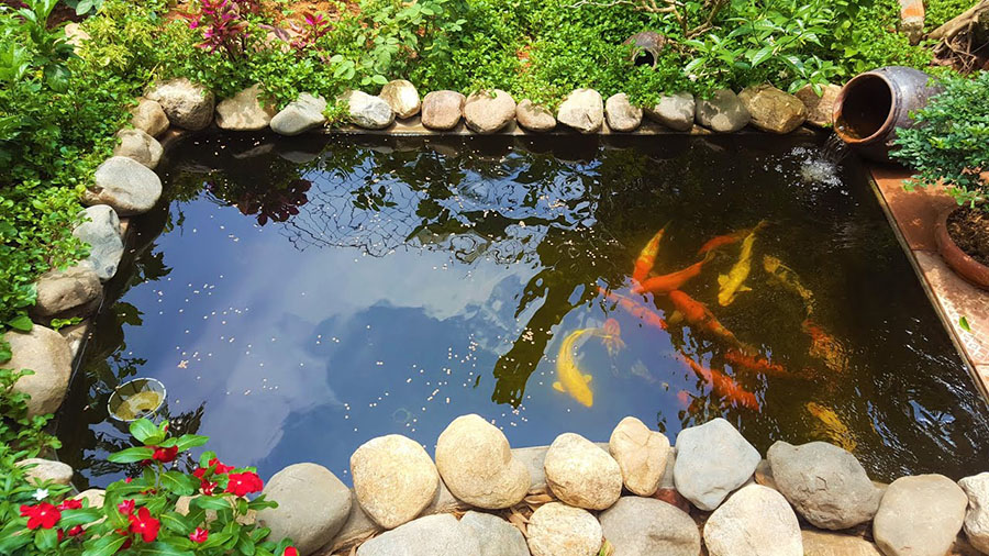 Nguồn gốc cá Koi