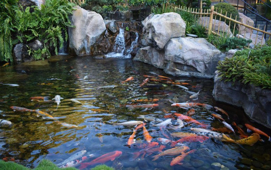 Nguồn gốc cá Koi