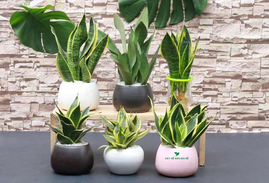 Các loại cây lưỡi hổ