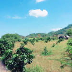 Nguyễn vân vi