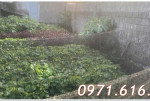 ⭐Chính chủ bán đất vị trí đẹp tại trung tâm Xuân Mai, Chương Mỹ, Hà Nội, 2,55tỷ; 0971616190