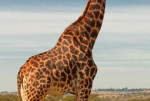 Cần bán gấp lô đất hơn 4000m2 sát khu du lịch Safari chỉ 538 triệu